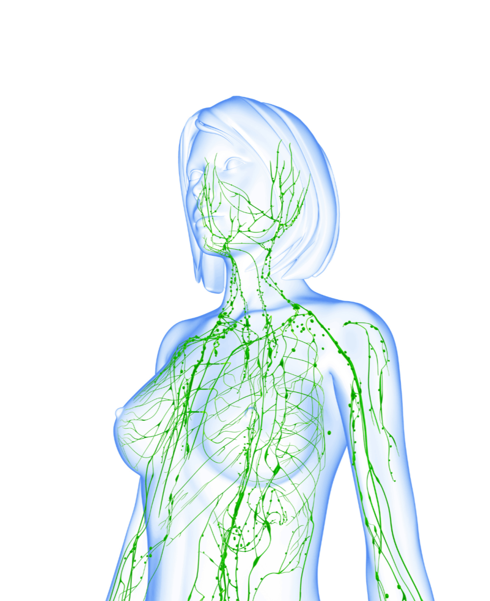 Lymphsystem Thüringen bad Langensalza, Erfurt, Gotha, Mühlhausen